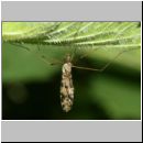 Limoniidae sp - Stelzmuecke 06.jpg